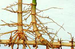 Каква е разликата между корен и коренище?