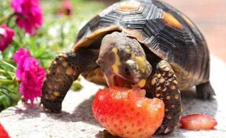 Co jedzą żółwie?