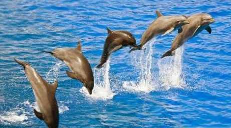 Какво ядат делфините?