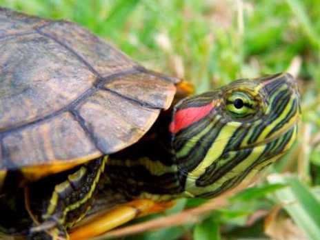 Какво ядат червеноушите костенурки?