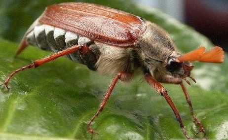 Apa yang dimakan serangga Mei?