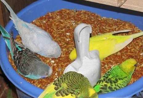 Apa yang dimakan budgerar?