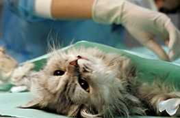 Що краще для кішки оваріоектомія або оваріогістеректоміі