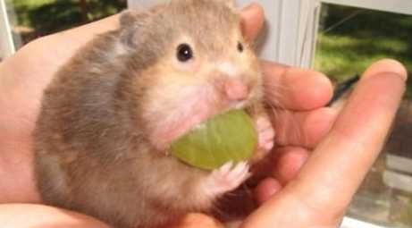 Apa yang bisa dimakan hamster?