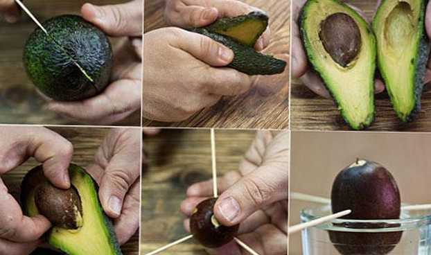 Как да отглеждаме авокадо от семена?