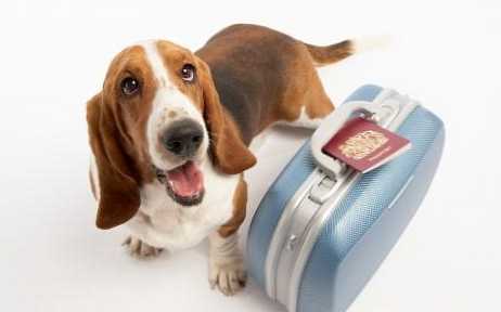 Как да вземем куче в чужбина?