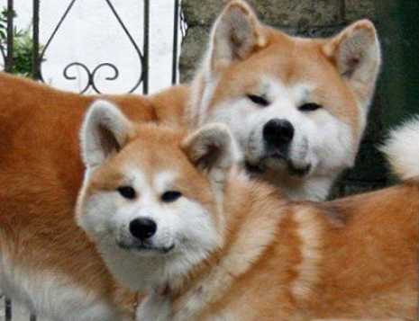 Яка порода собаки у фільмі Хатіко?