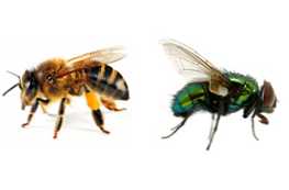 Kakšna je razlika med čebelo in muho?