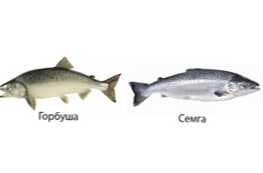 Jaký druh ryb je lepší koupit růžový losos nebo losos?