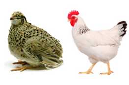 Kto lepiej hoduje przepiórki lub kurczaki?