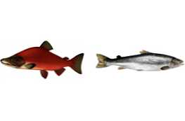 Sockeye losos ali losos, kako sta si različna in kaj je boljše