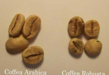 A különbség az Arabica és a Robusta között