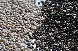 Rozdiel medzi bielym a čiernym semenom chia?