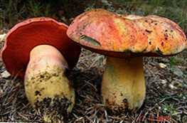 Perbedaan antara jamur cendawan dan jamur porcini