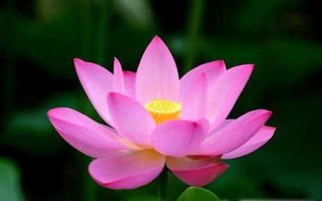 Razlika med lotosom in vodnim lilijem