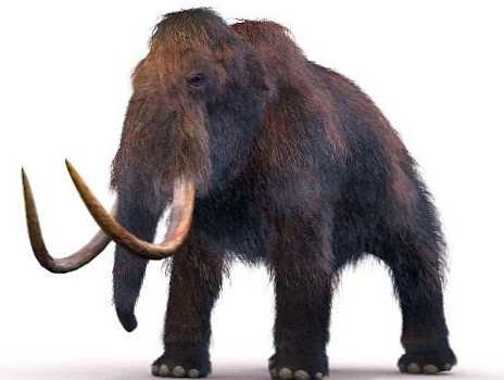 A különbség a mamut és az elefánt között