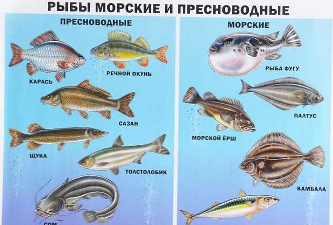 Rozdíl mezi mořskými a říčními rybami