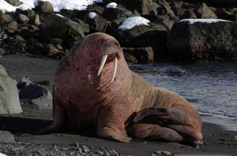 Разликата между морж и тюлен