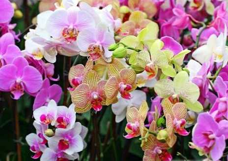 Różnica między orchideą a phalaenopsis