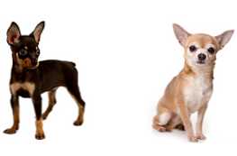Różnica między rasą terrierów i chihuahua