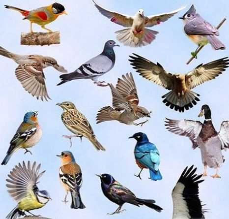 Rozdiel medzi vtákmi