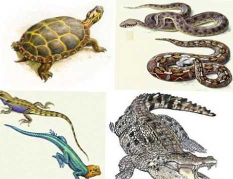 Perbedaan antara reptil dan amfibi