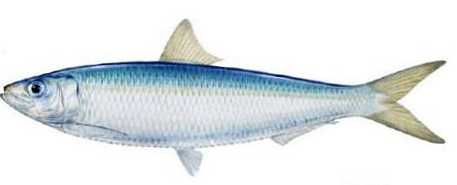 Rozdiel medzi sardinkami a sardinella