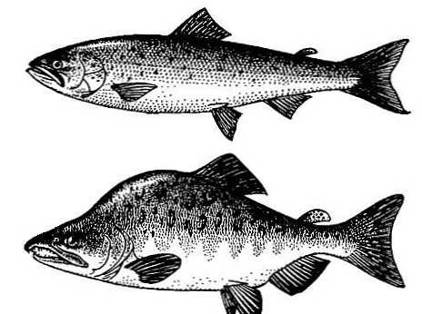 Perbedaan antara salmon dan salmon pink