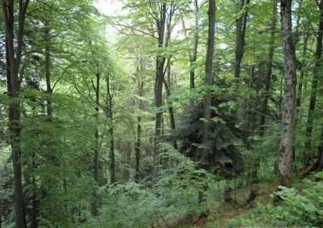 Rozdíl mezi smíšenými a jehličnatými lesy