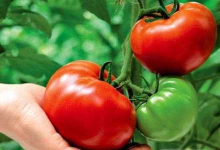 Різниця між томатом і помідором