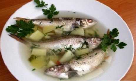 Rozdíl mezi ušní a rybí polévkou