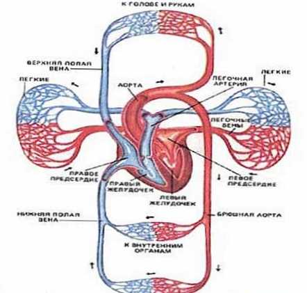 Perbedaan antara darah vena dan arteri