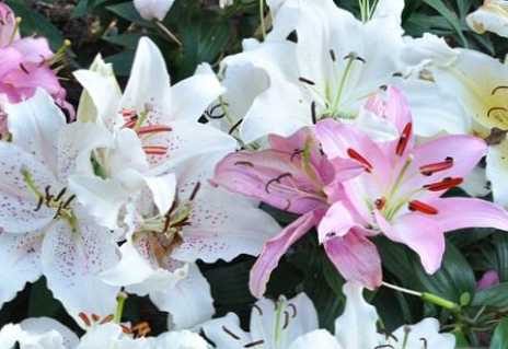 Perbedaan antara Lilies Oriental dan Asiatik