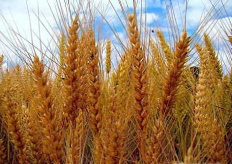 Perbedaan antara gandum dan gandum