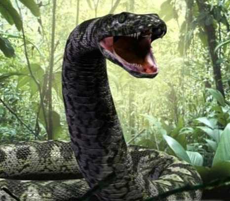 Най-голямата змия в света