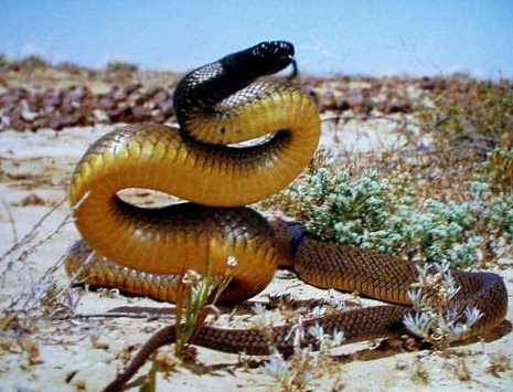 Най-опасната змия в света