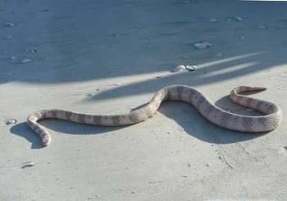 Най-отровната змия в света
