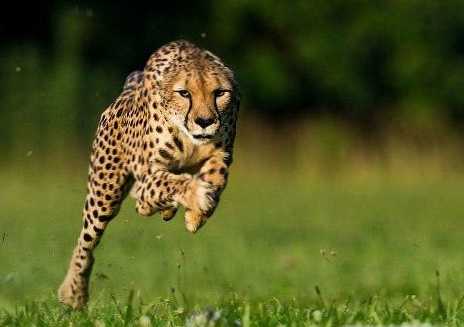 A leggyorsabb állat a világon