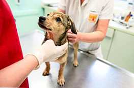 Sterilizacija ali kastracija psa - kateri postopek je bolje izbrati?
