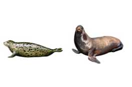 У чому відмінність тюленя від морського котика