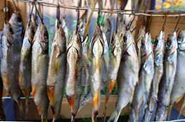 Kakšna je razlika med posušenimi in sušenimi ribami?