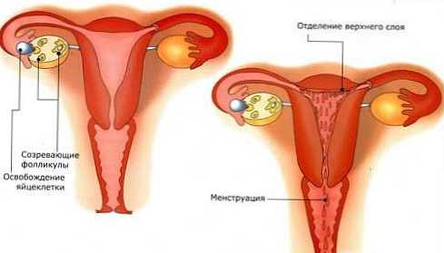 Zakaj potrebujem menstruacijo?