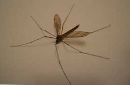 Колко голям комар се различава от малките разлики и характеристики
