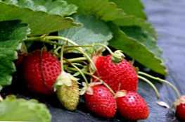 По какво се различават дивите ягоди от градинските ягоди