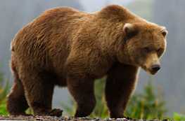 Po čemu se medvjed grizli razlikuje od smeđeg medvjeda?