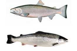 U čemu se lososov losos razlikuje od svojstava i razlika lososa