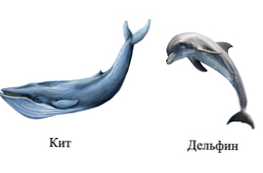 Bagaimana paus berbeda dari lumba-lumba?