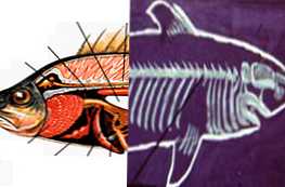 Bagaimana ikan tulang berbeda dari ikan rawan - perbedaan dan struktur