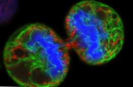 Hogyan különböznek a többsejtűek az egysejtűktől - a fő különbségek