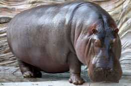 Jaka jest różnica między hipopotamem a hipopotamem?